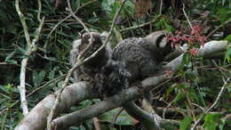 Image of Marmoset