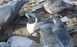 Image of Masked Woodswallow