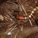 Image of Common Desert Centipede