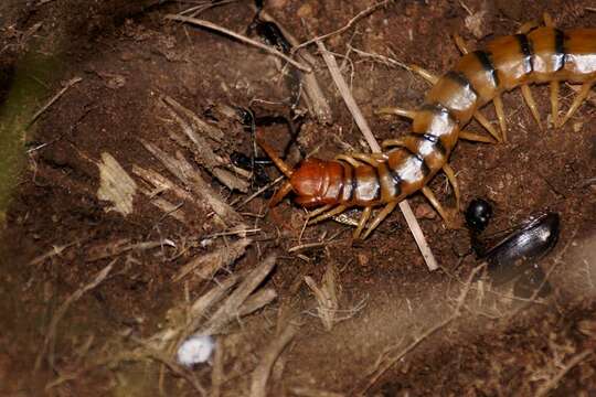 Imagem de Scolopendra polymorpha Wood 1861