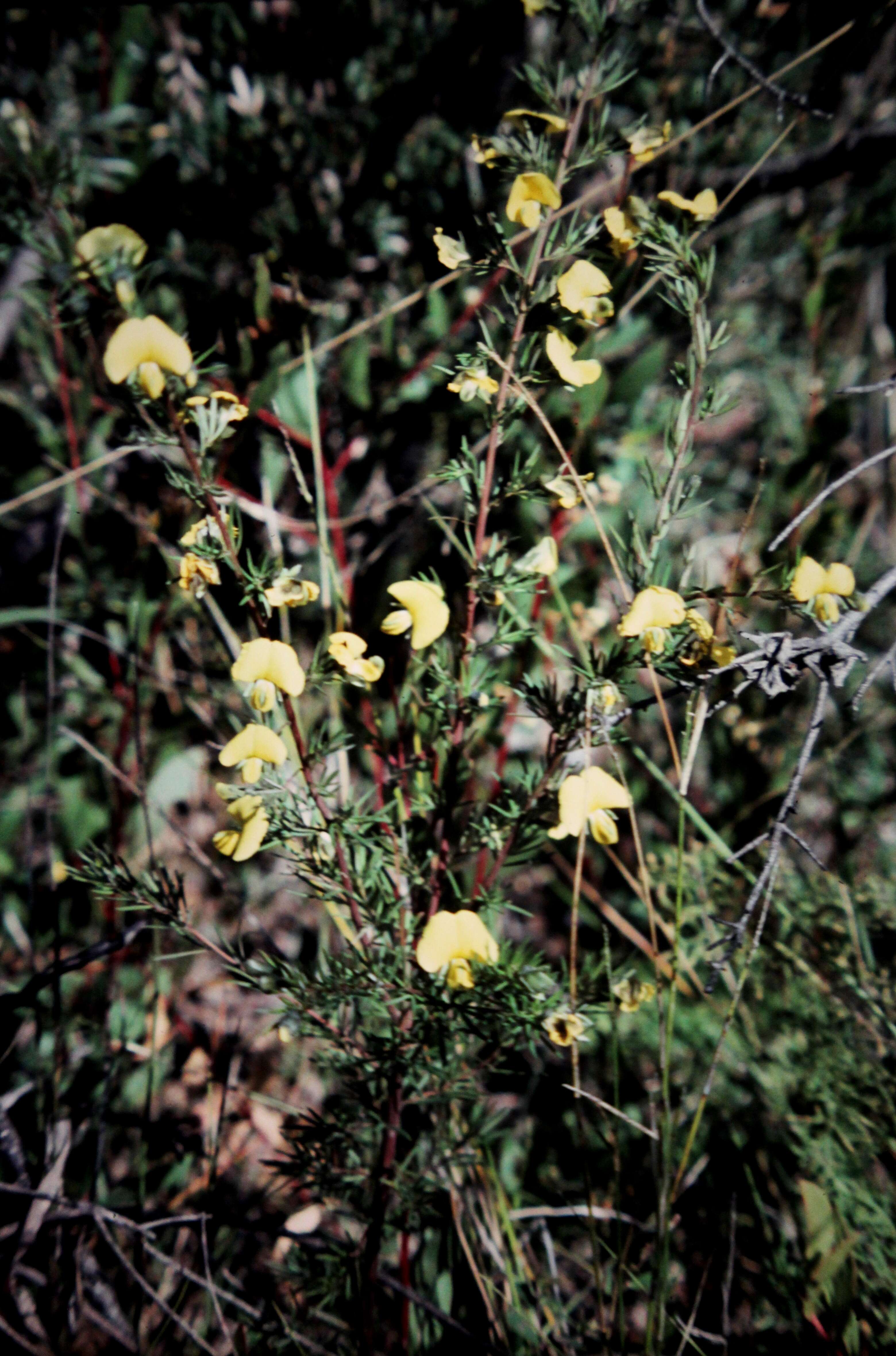 Image of Gompholobium grandiflorum Sm.