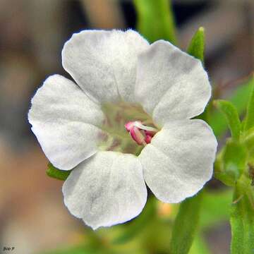 Image of Pineland Twinflower