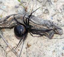 Image of Latrodectus lilianae Melic 2000