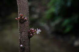 صورة Heteroblemma alternifolium (Blume) Cámara-Leret, Ridd.-Num. & Veldkamp