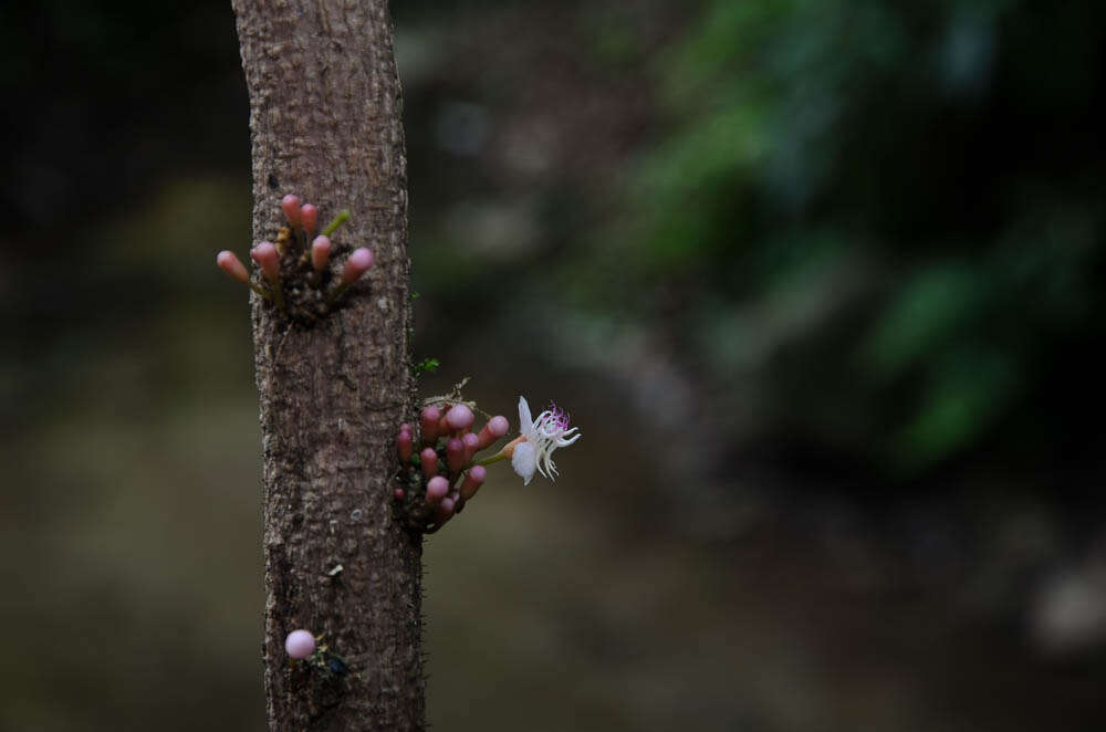 صورة Heteroblemma alternifolium (Blume) Cámara-Leret, Ridd.-Num. & Veldkamp