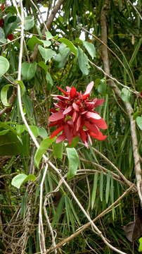 Image of Diplopterys pubipetala (A. Juss.) W. R. Anderson & C. Davis