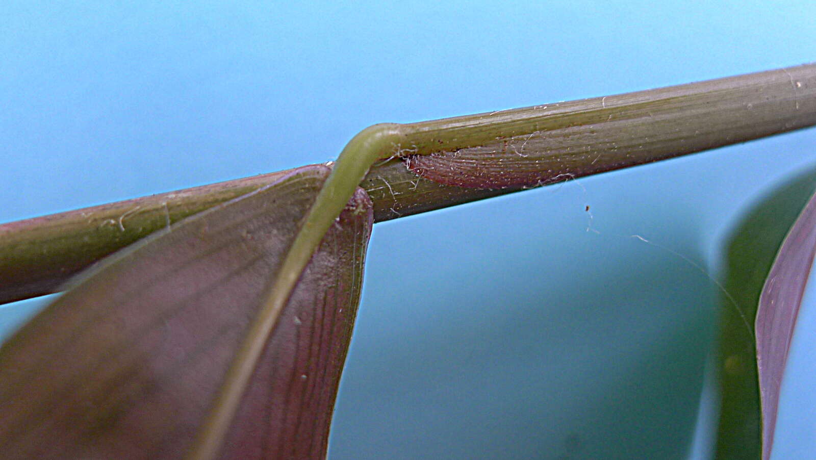 Image of Maranta subterranea J. M. A. Braga