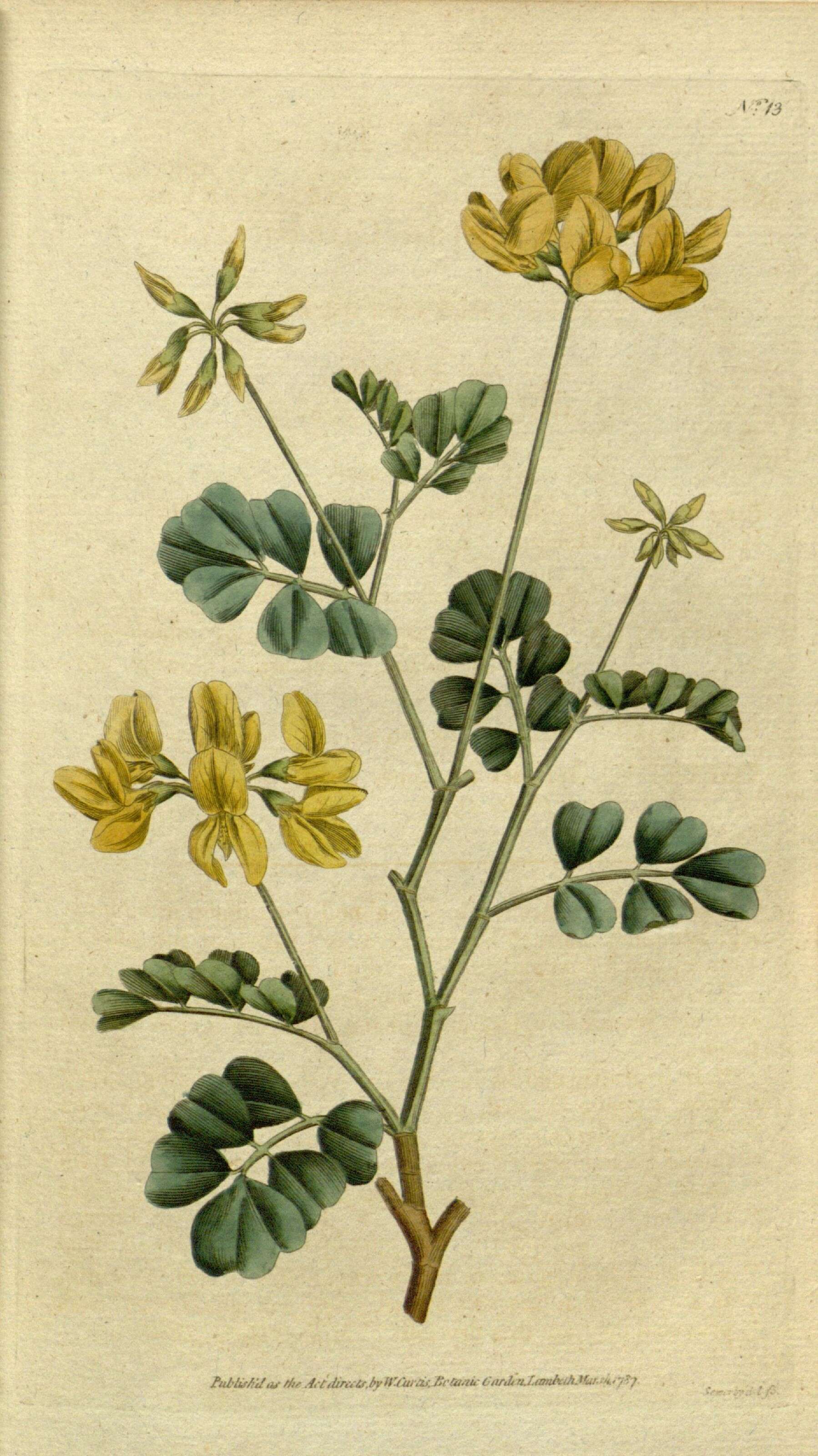 Plancia ëd Coronilla valentina L.