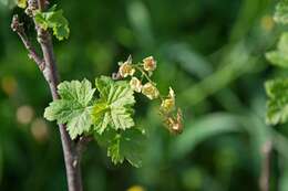 Image of Red Currant