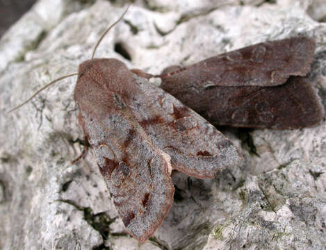 Слика од Orthosia incerta Hufnagel 1767