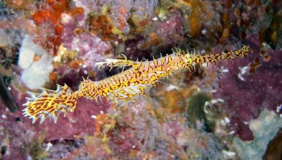 Image of Ornate ghost pipefish