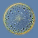 صورة Coscinodiscus granii