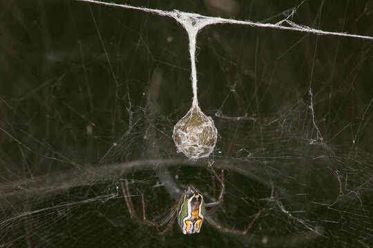 Image of Basilica Orbweaver