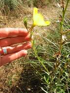 Image of evening primrose