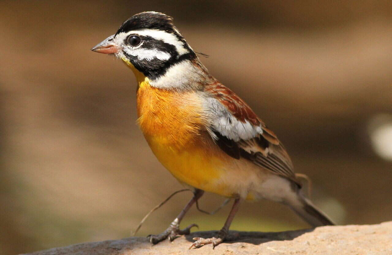 Image of African Golden-breasted Bunting