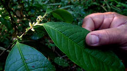 Image of Erythroxylum martii Peyr.