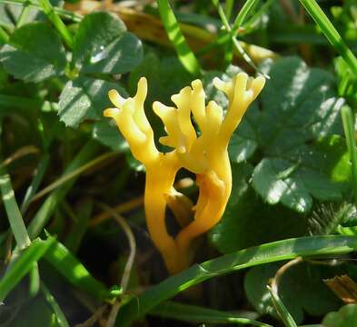 Image de Clavulinopsis corniculata (Schaeff.) Corner 1950