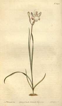 Image of Ixia fucata Ker Gawl.