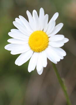 Слика од Leucanthemum vulgare Lam.