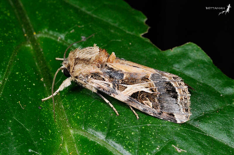 Image of Armyworms