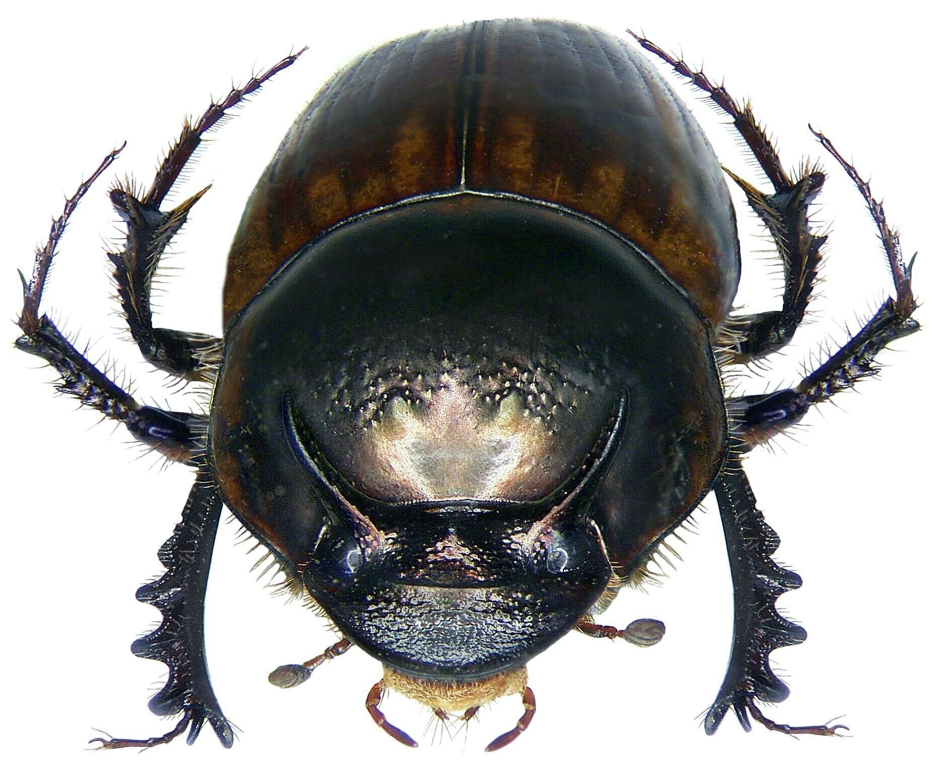 Image of Onthophagus bonasus