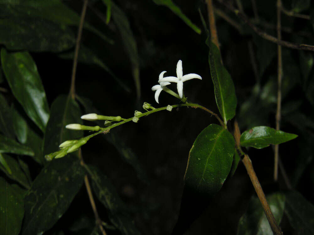 Image of Gonzalagunia osaensis C. M. Taylor