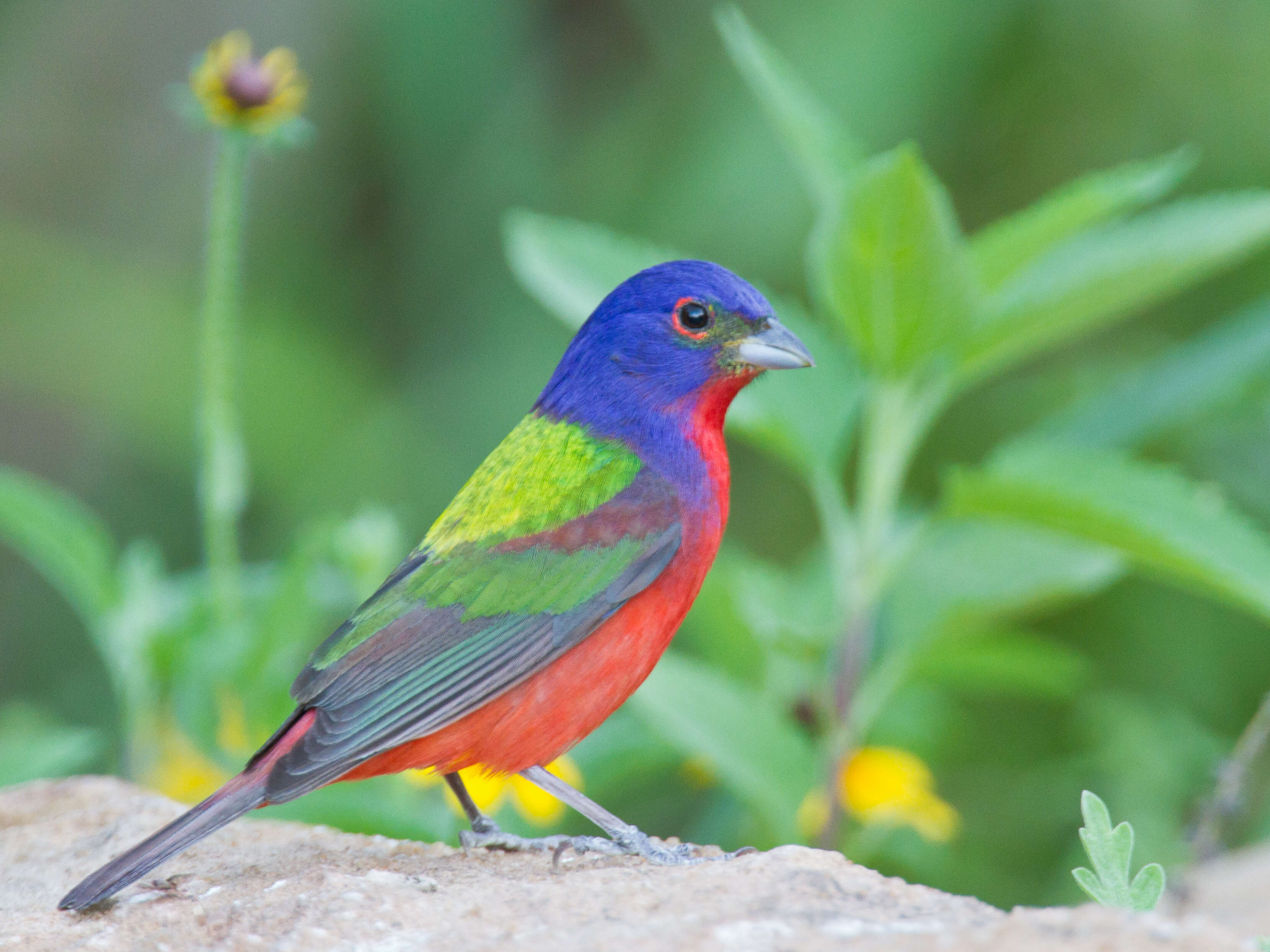 Image of Painted Bunting