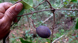 Tontelea mauritioides (A. C. Sm.) A. C. Sm.的圖片