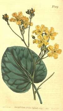Image de Liparophyllum