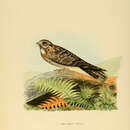 Imagem de Caprimulgus indicus Latham 1790