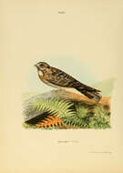 Слика од Caprimulgus indicus Latham 1790