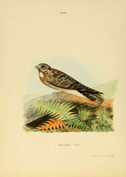 Image of Caprimulgus Linnaeus 1758