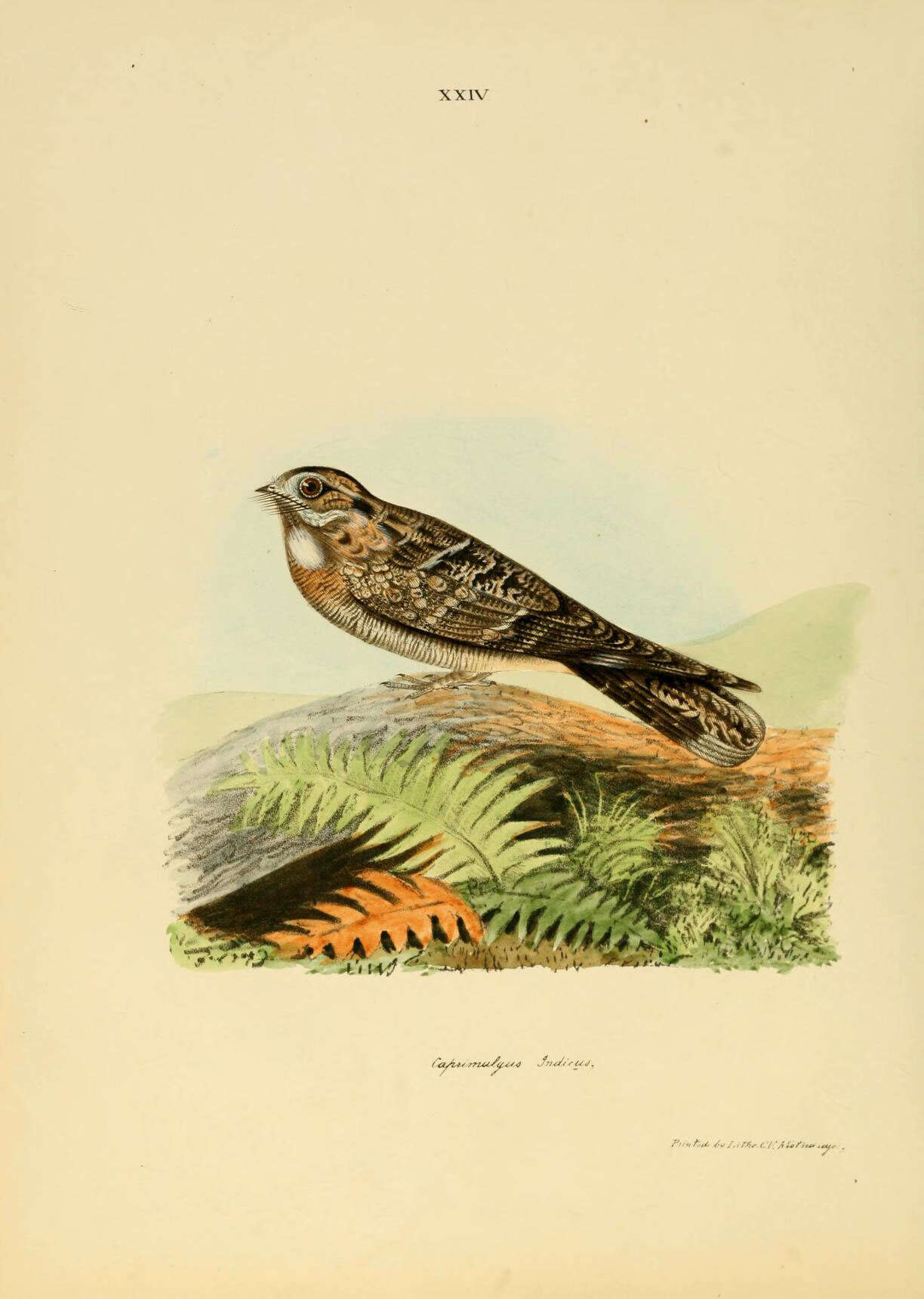 Sivun Caprimulgus Linnaeus 1758 kuva