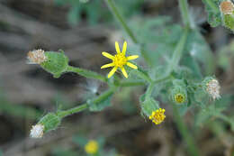 Image of sticky groundsel