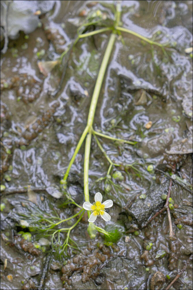 Image of Thread-leaved Water-crowfoot