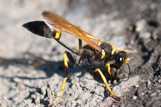 Image of mud daubers