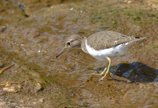 Image of Common Sandpiper