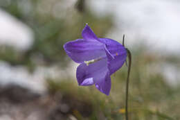 Image of Scheuchzer's Bellflower