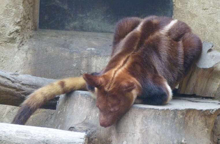 Image of Tree-kangaroo