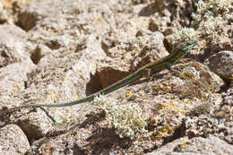 Image of Tyrrhenian Wall Lizard