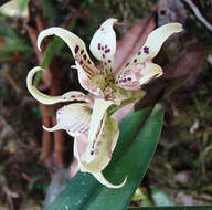 Image of appendage orchid