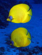 Image of Addis Butterflyfish