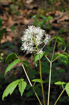 Imagem de Actaea rubra (Ait.) Willd.