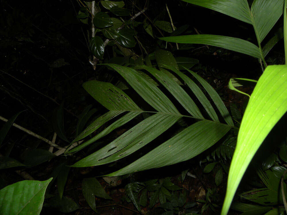 Image of Geonoma cuneata H. Wendl. ex Spruce