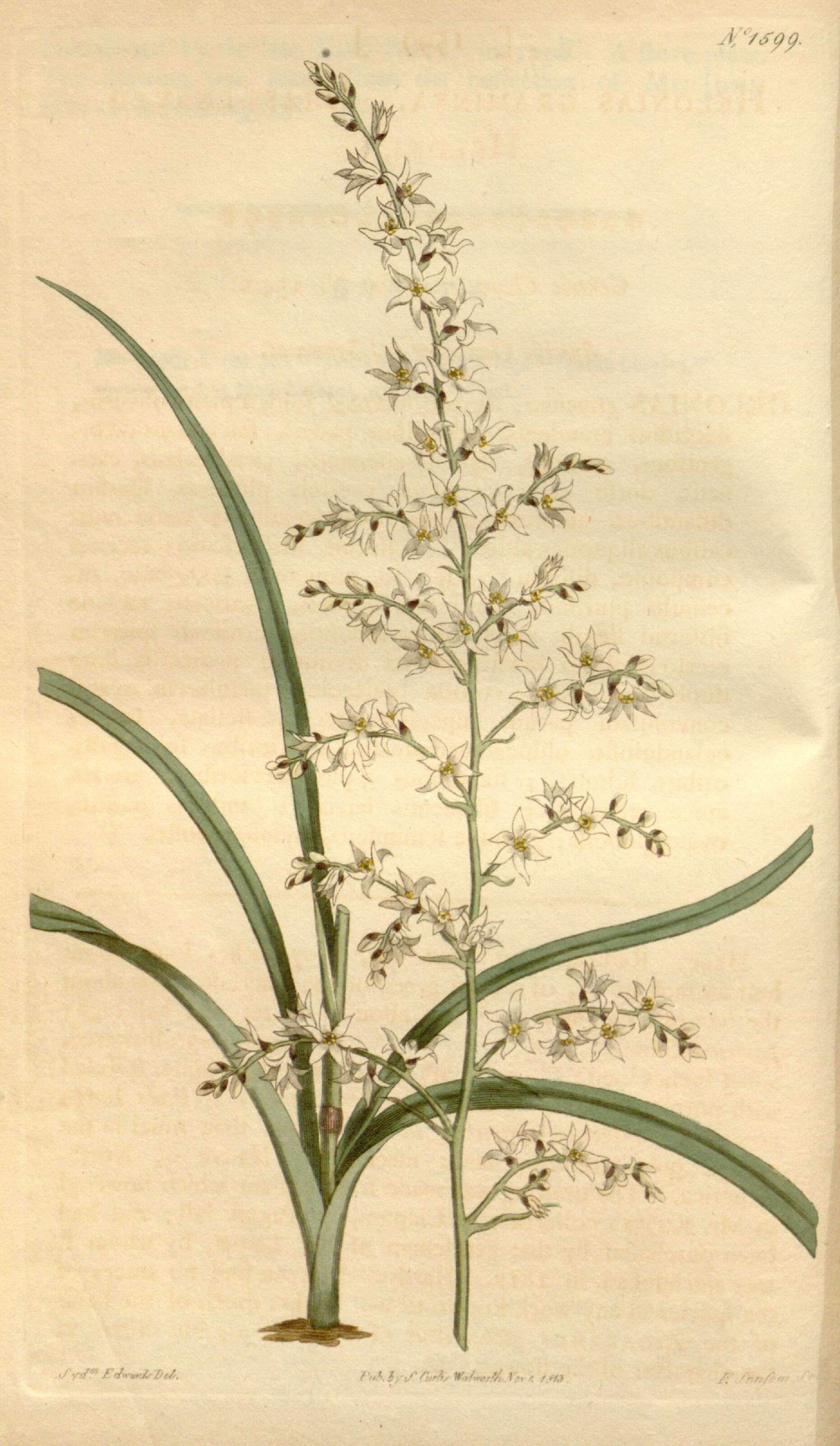 Image de Stenanthium gramineum (Ker Gawl.) Morong