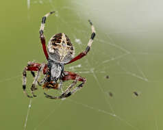 Image of Spotted Orbweavers