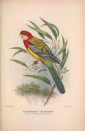 Image of Platycercus Vigors 1825