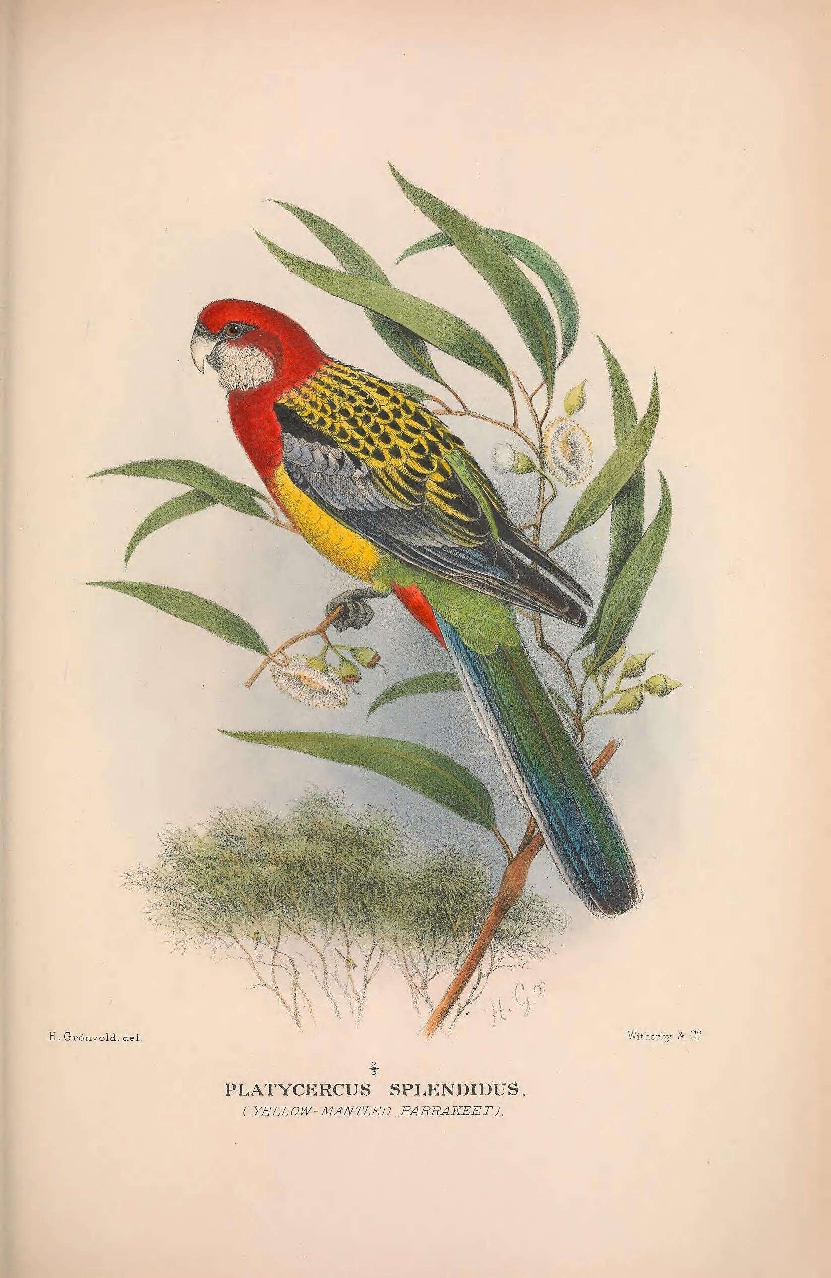 Image of Platycercus Vigors 1825