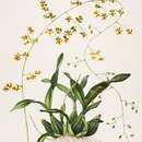 Image of Oncidium wentworthianum Bateman ex Lindl.