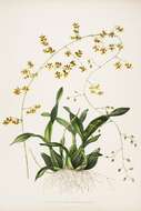 Image of Oncidium wentworthianum Bateman ex Lindl.